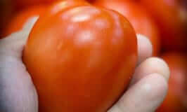 番茄gydF4y2Ba